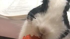 喵喵娱乐吃瓜,揭秘娱乐圈最新吃瓜大事件