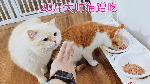 娱乐吃瓜酱胖猫