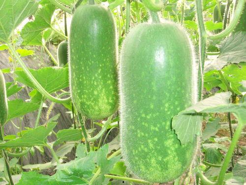 娱乐吃瓜酱小冬瓜视频